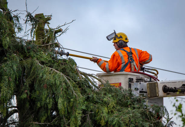 How Our Tree Care Process Works  in  Lake Norman Of Catawba, NC